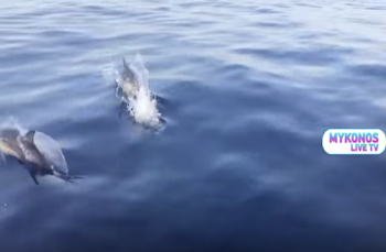 Tornos News | Amazing sight as dolphins appear in Greek island of ...