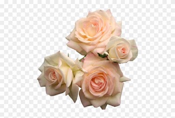 Torri - Pink Roses Transparent