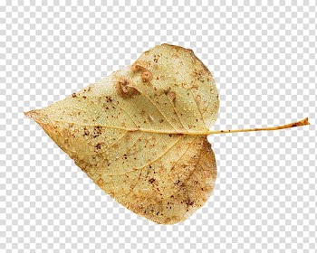 Tortilla chip Painting Autumn, painting transparent background PNG clipart