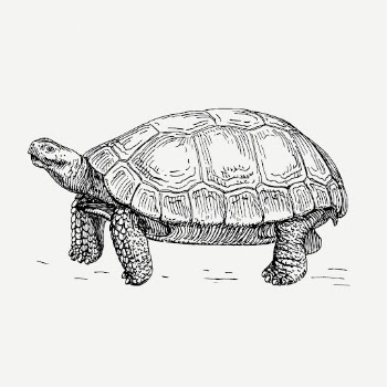 Tortoise, animal clipart psd. Free | Free PSD Illustration - rawpixel