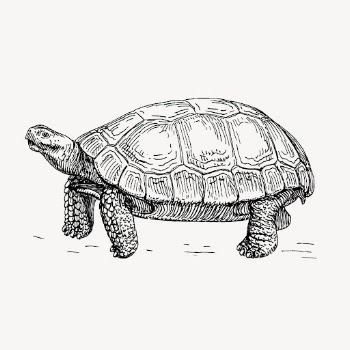 Tortoise, animal illustration vector. Free | Free Vector Illustration - rawpixel