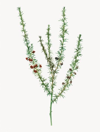Tortoise berry bush | Free stock vector - 568345
