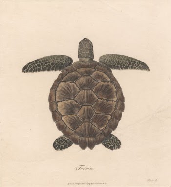 Tortoise | Free Photo - rawpixel