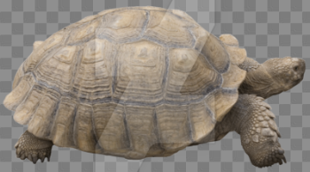 Tortoise PNG Background Image