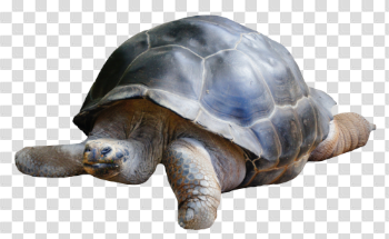 Tortoise PNG Transparent Image - PngPix