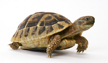 Tortoise PNG Transparent Tortoise.PNG Images. | PlusPNG