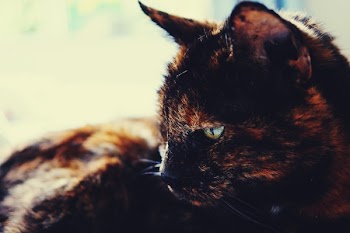 Tortoiseshell Cat