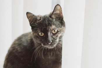 Tortoiseshell Cat