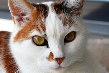 Tortoiseshell Cat