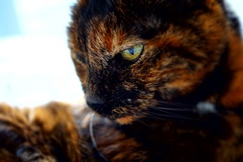 Tortoiseshell Cat