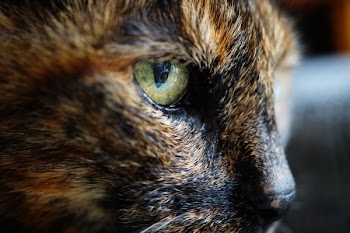 Tortoiseshell Cat