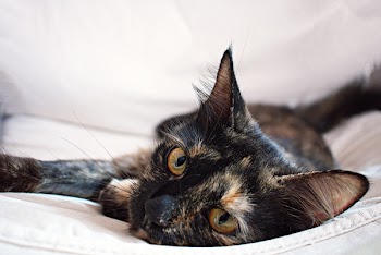 Tortoiseshell Cat Lying On White Textile