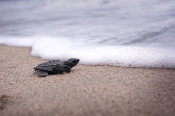 tortuga_01.jpg