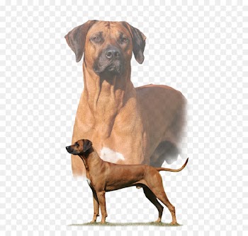 Tosa, Rhodesian Ridgeback, Dog Breed, Dog, Mammal PNG