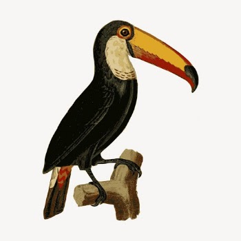 Toucan bird clipart, animal illustration | Free Vector Illustration - rawpixel