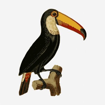 Toucan bird illustration. Free public | Free Photo - rawpixel