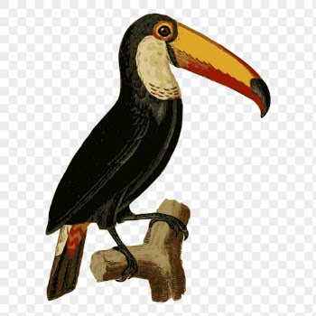 Toucan bird png sticker animal | Free PNG - rawpixel