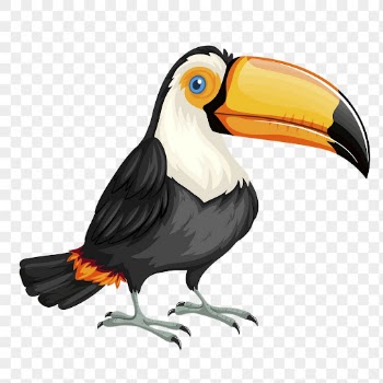 Toucan bird png sticker illustration, | Free PNG - rawpixel