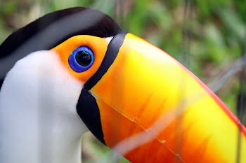 Toucan Clip Art