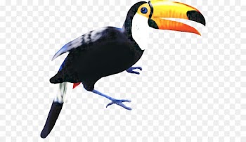 Toucan, Hornbill, Beak, Bird PNG