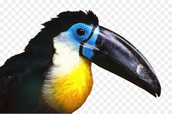 Toucan, Hornbill, Beak, Bird PNG