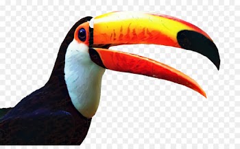Toucan, Toco Toucan, Bird PNG