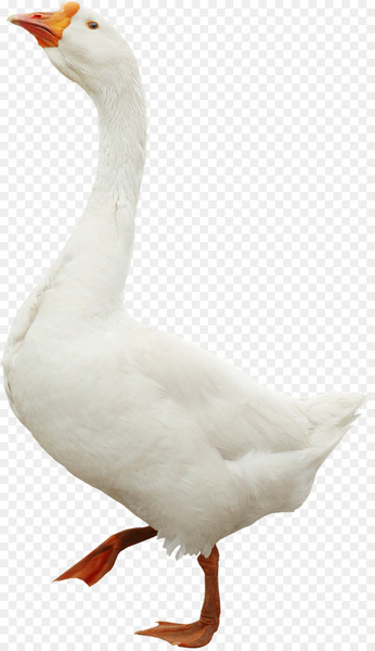 Toulouse goose Bird Duck Domestic goose - goose 