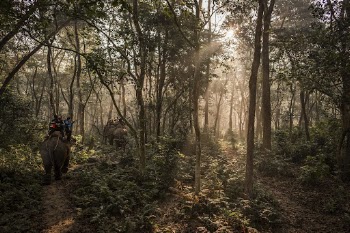 Tourists on elephants, Sauraha, Chitwan | Free Photo - rawpixel