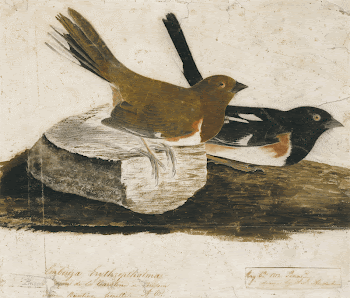 Towhee Bunting (1812) painting in high | Free Photo - rawpixel