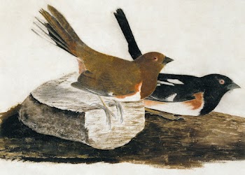 Towhee Bunting (1812) painting in high… | Free public domain illustration