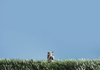 Toy Cow In Grass With Blue Sky
