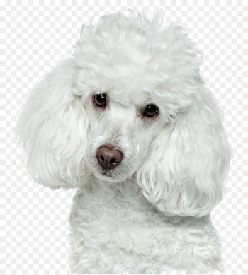 Toy Poodle Maltipoo Golden Retriever Puppy - poodle 
