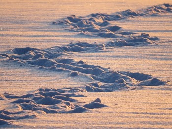 Tracks in Sand