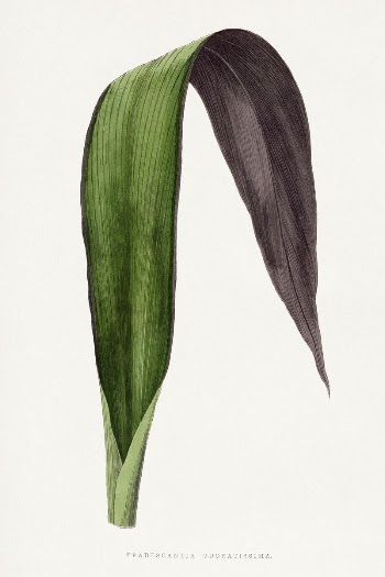 Tradescantia Odoratissima leaf illustration from Les | Free Photo Illustration - rawpixel