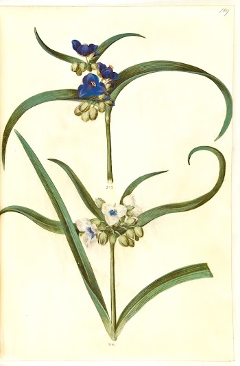 Tradescantia virginiana or Tradescantia ohiensis | Free Photo - rawpixel