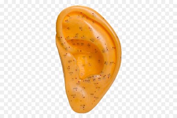 Traditional Chinese medicine Acupuncture Akupunktiopiste - Ear acupuncture 