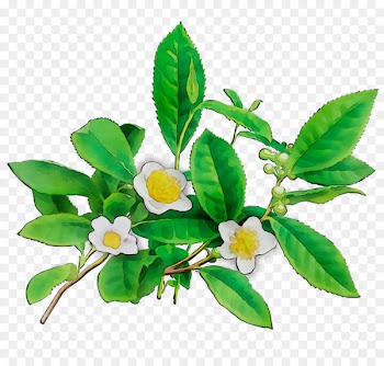 Traditional Chinese medicine Spleen Eating Health Therapy -  