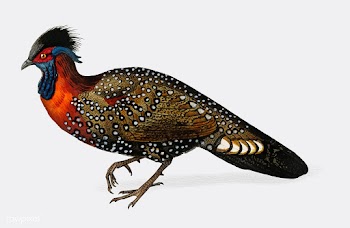 Tragopan de Hastings illustrated by Charles D.. | Free stock vector - 467475