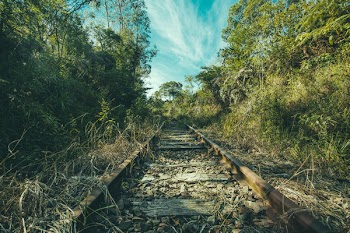 Train Railway Surrounded With Trees