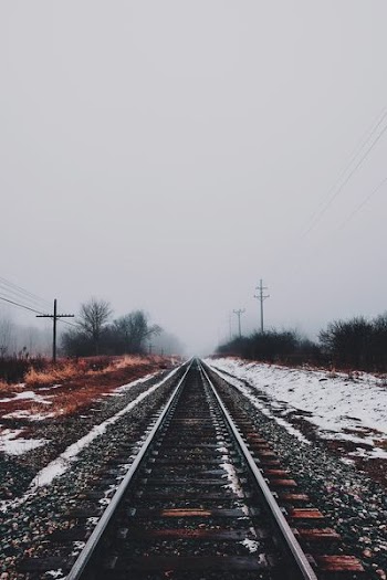 train railways between bush during daytime
