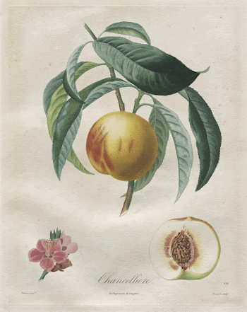 Trait&eacute; des arbres fruitiers: Chancelli&egrave;re | Free Photo - rawpixel