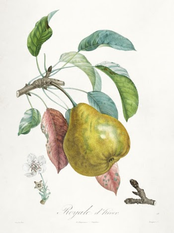Trait&eacute; des arbres fruitiers: Royal | Free Photo Illustration - rawpixel