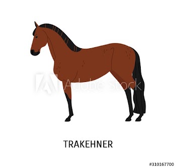 Trakehner horse flat vector illustration
