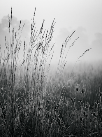 Tranquil Black and White Landscape