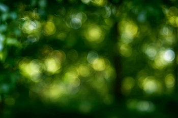 Tranquil Blurred Forest Background