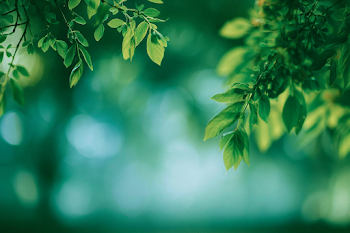 Tranquil Green Leaves in Nature