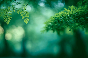 Tranquil Green Leaves in Soft Focus