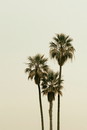 Tranquil Palms in Soft Hues