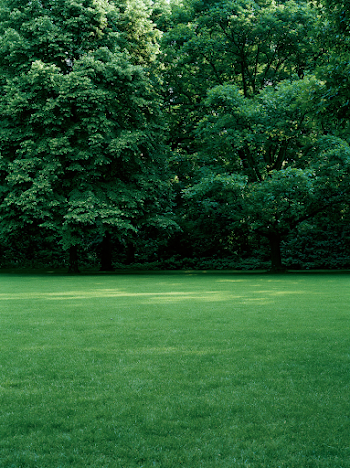 Tranquil Summer Landscape with Lush Green Canopy