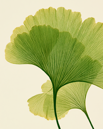 Translucent Ginkgo Leaf Backlit with Warm Light